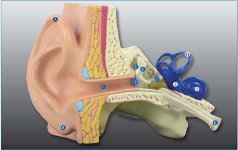 Anterior View Of The Ear This Model Is Actual Size Diagram Quizlet