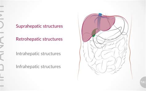 Hepato Pancreato Biliary Tvasurg The Toronto Video Atlas Of Surgery