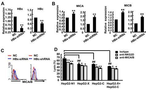 Hbx And Hbc Reduce The Susceptibility Of Hepg Cells To Nk Lysis A C