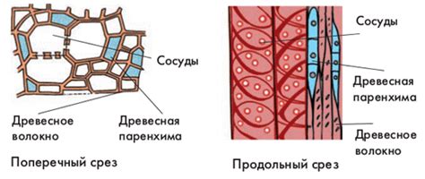 Первичная покровная ткань (эпидерма, эпидермис).