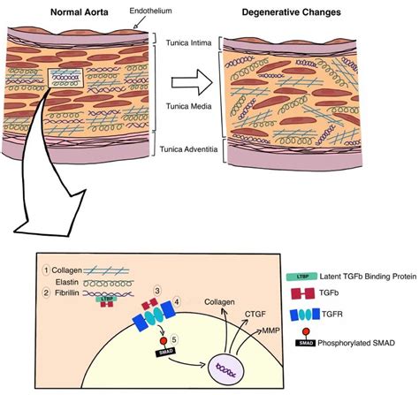 Cross Section Of The Wall Of The Aorta Showing The Role Of Various Download Scientific Diagram