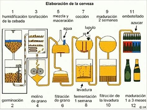 Proceso de producción de cerveza Home brewing Craft beer Craft