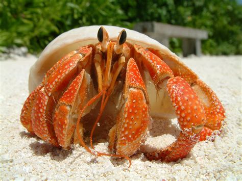 Types Of Crabs Learn All About The Different Crabs Species