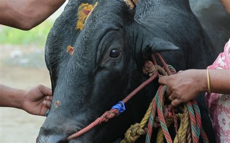 How Many Types Of Bulls Are There In Tamil Nadu? | Astro Ulagam