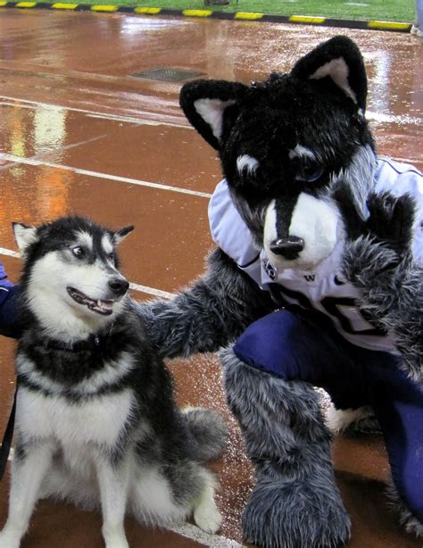 Mascot Monday: Harry the Husky with Dubs | KC College Gameday