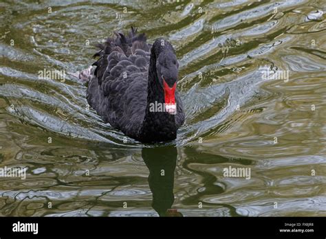 Black Swan Swimming In The Lake Stock Photo Alamy