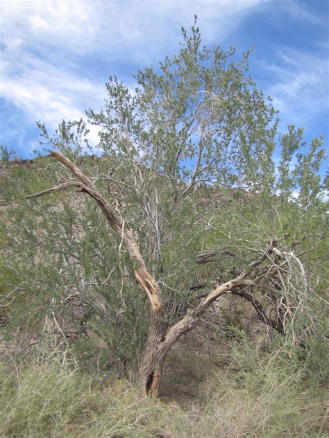 Desert Ironwood Tree Desert Ironwood Olneya Tesota Is An Flickr