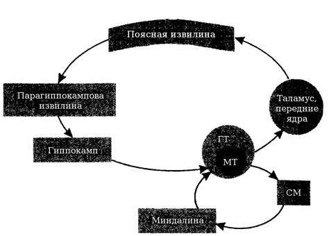 Функции лимбической системы