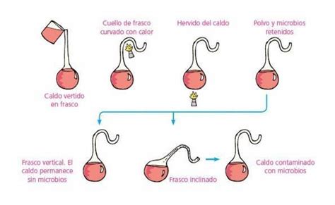 Experimentos De Louis Pasteur Resumen Academia Gratuita