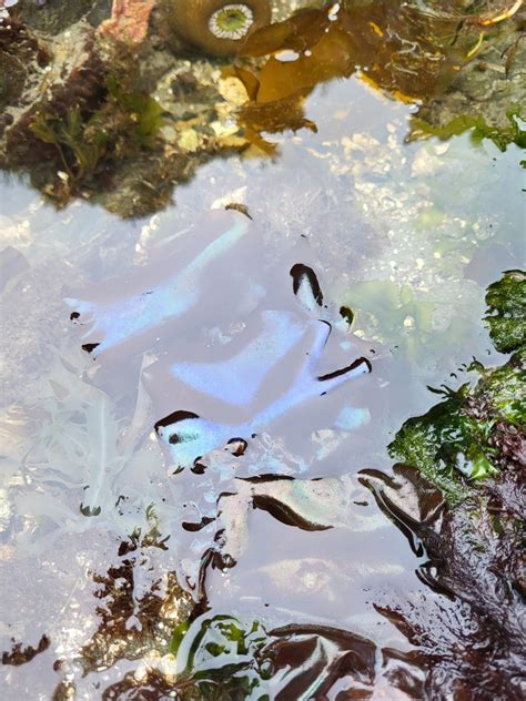 Splendid Iridescent Seaweed From Yarksis Village Site Keltsmaht Nation