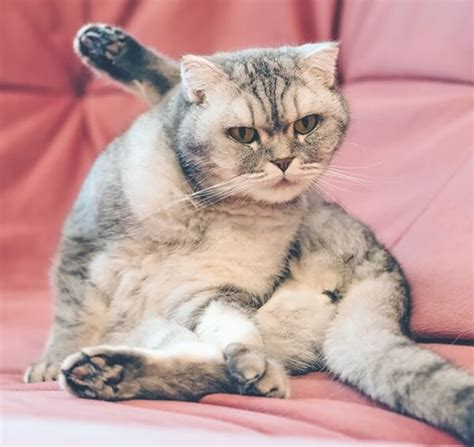 Those Annoying Anal Glands Catwatch Newsletter
