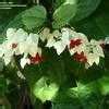 Clerodendrum Species Bleeding Heart Vine Glory Bower Tropical