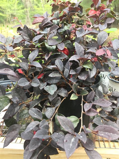 Red Chocolate Chinese Fringe Loropetalum Shrub1 gallon pot | Etsy