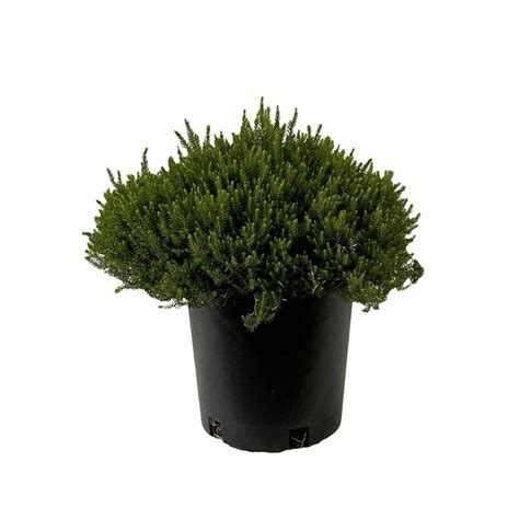 15 Gal Mediterranean Pink Heather Live Shrub With Pink Flowers