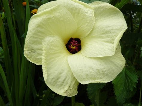 Aibika Abelmoschus Manihot