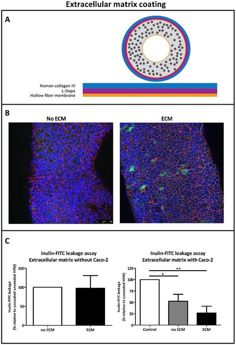 Caco Cells On Extracellular Matrix Ecm Coated Hollow Fiber