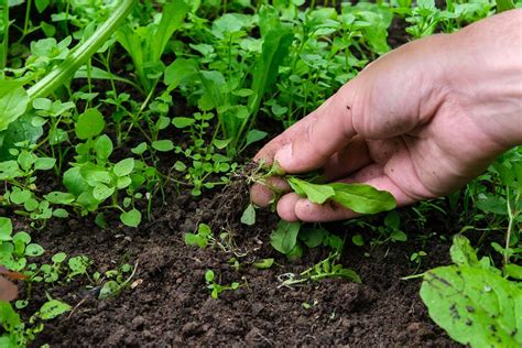 How to Control Chickweed