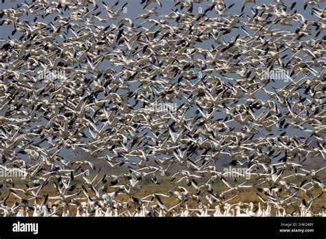 Snow Geese Chen Caerulescens Flock Merced National Wildlife Refuge