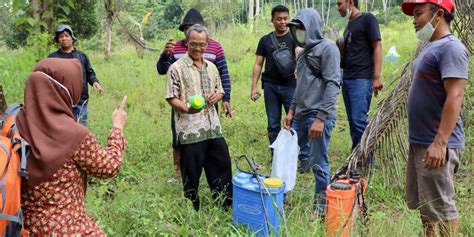 Benih Sawit Ilegal Dimusnahkan Dinas Perkebunan