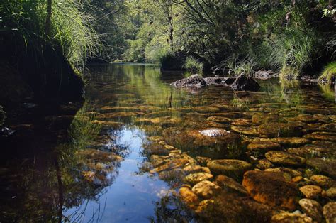 Imagen Gratis Agua Río Madera Arroyo Naturaleza Paisaje árbol