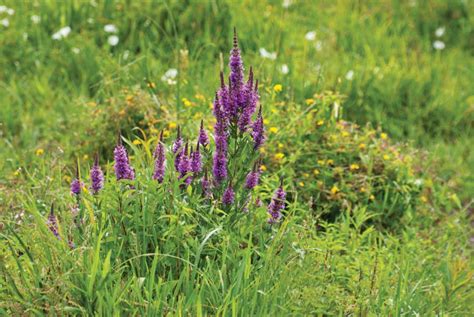 The Worst Invasive Plants And Garden Weeds Grit