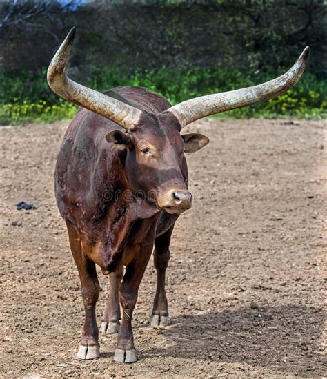 Watusi Cattle with Big Horns Stock Photo - Image of isolated, africa ...