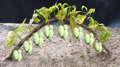 Unique Technique Grafting Mango Tree Using Coconuts Growing Faster