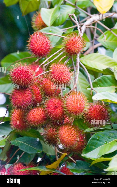 Nephelium lappaceum conocido como fruta de rambután que madura en un