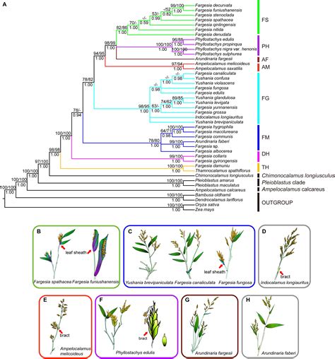 Frontiers Straight From The Plastome Molecular Phylogeny And