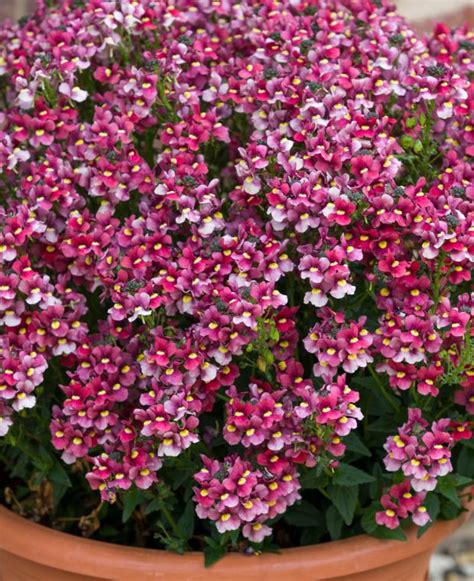 Buy Rare Unusual Exciting Plants Hayloft Nemesia Melody Raspberry