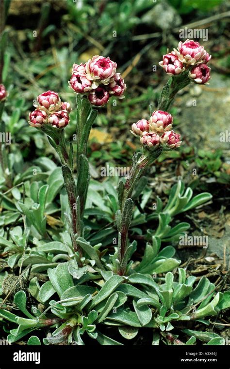 Botany Catsfoot Antennaria Mountain Everlasting Antennaria