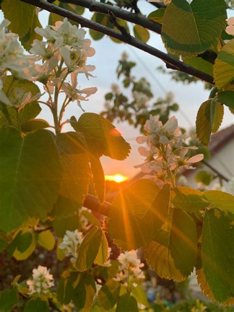 Sunset Sun Sunshine Spring Blooming Flower Nature Village