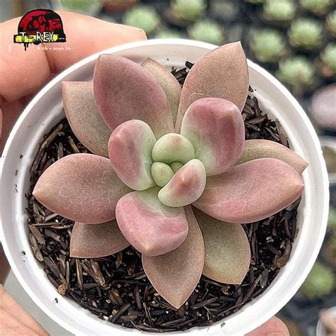 Pachyveria Rose Crown Uma Planta Suculenta Encantadora Para Adornar