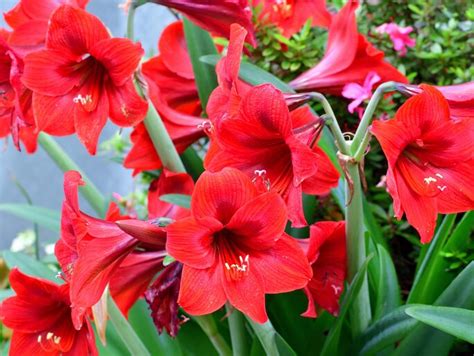 Amaryllis Vermehren Einfach Mit Stecklingen Oder Samen