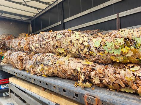 Pierwsze nowe drzewa już na Al Marcinkowskiego Mają po kilka metrów