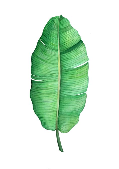 Banana Leaves Drawing