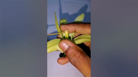 Pollination Of Vanilla Flowers Youtube