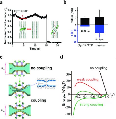 Mechano Chemistry And Catalysis For Non Leaky Membrane Fission A