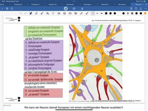 Gro E Neuro Anatomie Zusammenfassung Karteikarten Quizlet