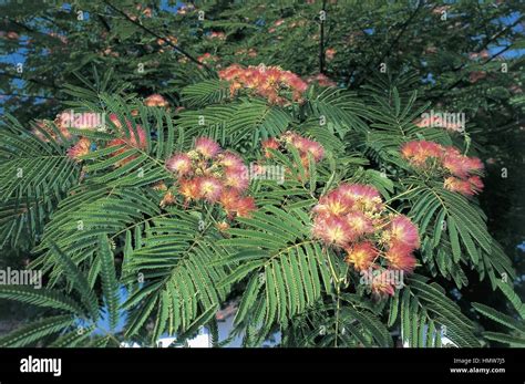 Botany - Trees - Fabaceae. Silktree (Albizia julibrissin). Flowers and Leaves Stock Photo - Alamy