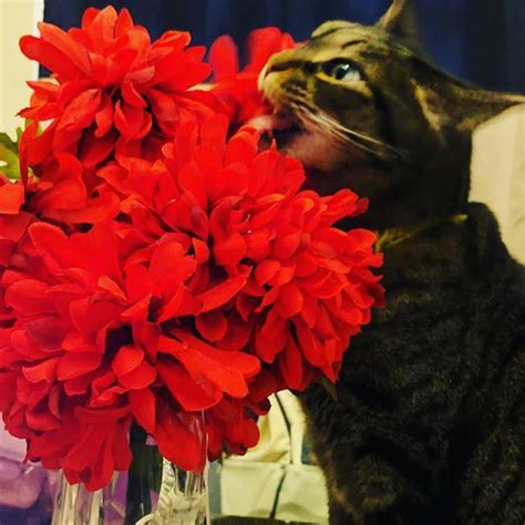 Nom Nom Nom Flowers Said Poe