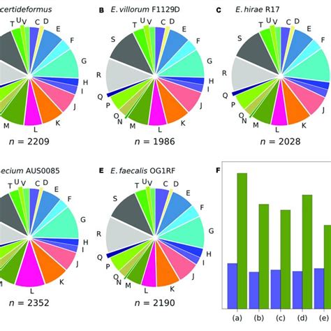 Classification Of Cogs In E Lacertideformus And Comparator Genomes Download Scientific