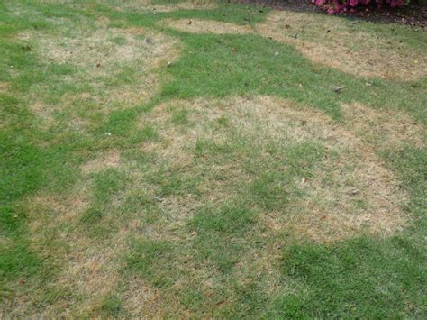 Brown Spots on Zoysia | Walter Reeves: The Georgia Gardener