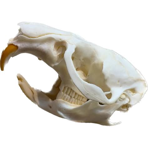 Muskrat Skull, Exceptional → Prehistoric Online