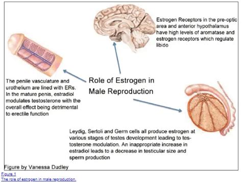 Common Symptoms Of High Estrogen in Men & What Causes it