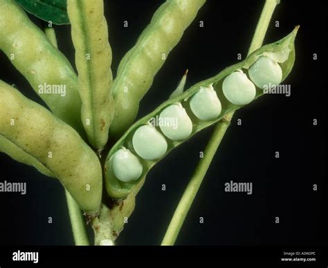 Lupin Seed Pod Hi Res Stock Photography And Images Alamy