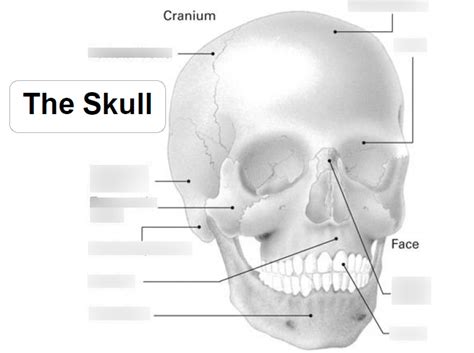 Aandp Skeletal System Cranium Diagram Quizlet