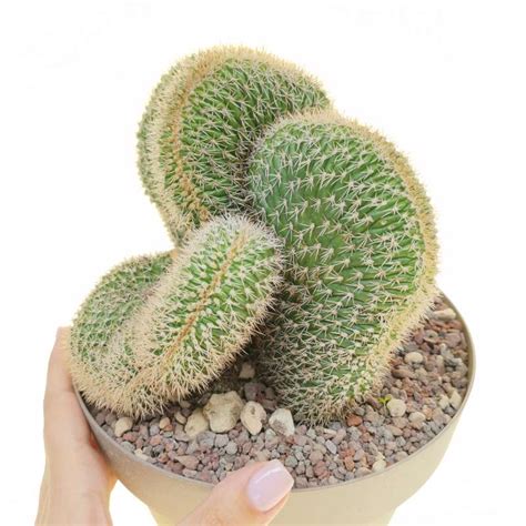 Neobuxbaumia Euphorbioides F Crestata 20 Cm Cactaceae Giromagi