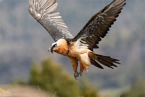 Gypaète barbu Gypaetus barbatus Bearded Vulture Flickr