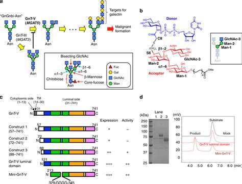 Gnt V Transfers Branch On N Glycan Via C Terminal Region A The